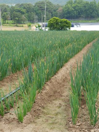 심재룡님의 파 · 병해충상담 작성글 사진