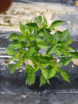 팜모닝 고추·병해충상담 게시글 이미지