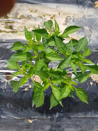 강서구님의 고추 · 병해충상담 작성글 사진