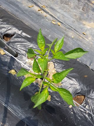 강서구님의 고추 · 병해충상담 작성글 사진