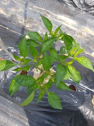 강서구님의 고추 · 병해충상담 작성글 사진