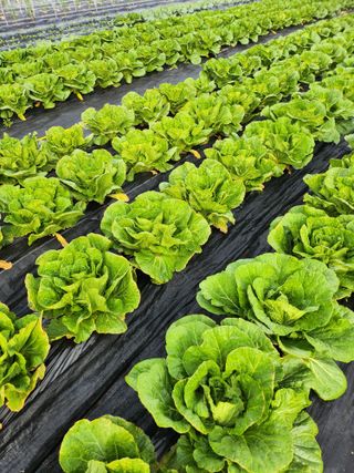 복숭아17066님의 농사, 무엇이든 물어보세요! · 참여글 작성글 사진