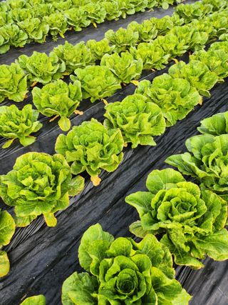 복숭아17066님의 농사, 무엇이든 물어보세요! · 참여글 작성글 사진