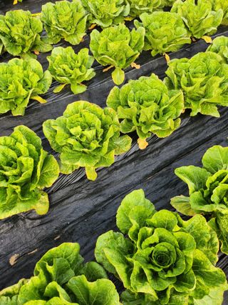 복숭아17066님의 농사, 무엇이든 물어보세요! · 참여글 작성글 사진