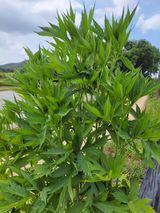 팜모닝 자유주제·건의해요 게시글 이미지