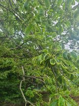 팜모닝 기타작물·병해충상담 게시글 이미지