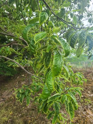 시금치15880님의 기타작물 · 병해충상담 작성글 사진