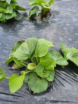 팜모닝 자유주제·건의해요 게시글 이미지