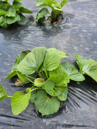 대전초보농부(금재)님의 자유주제 · 건의해요 작성글 사진