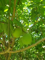 팜모닝 매실·영농일지 게시글 이미지