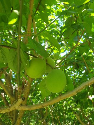 고구마20582님의 매실 · 영농일지 작성글 사진