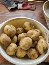 팜모닝 감자·영농일지 게시글 이미지