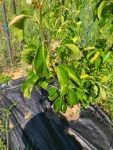 팜모닝 사과·병해충상담 게시글 이미지