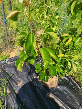 이재욱님의 사과 · 병해충상담 작성글 사진