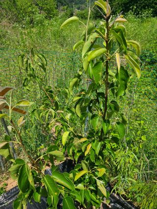 이재욱님의 사과 · 병해충상담 작성글 사진