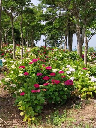 요리하는 메아리 님의 자유주제 · 자유게시판 작성글 사진
