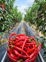 팜모닝 팜모닝·출석 게시글 이미지