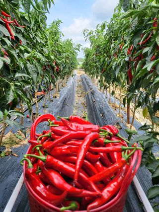 이명아님의 팜모닝 · 출석 작성글 사진