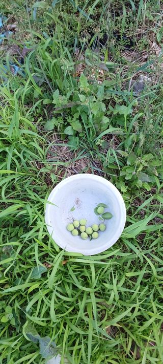 보령 게으른농부님의 자유주제 · 자유게시판 작성글 사진