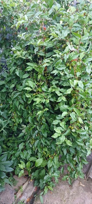 보령 게으른농부님의 자유주제 · 자유게시판 작성글 사진