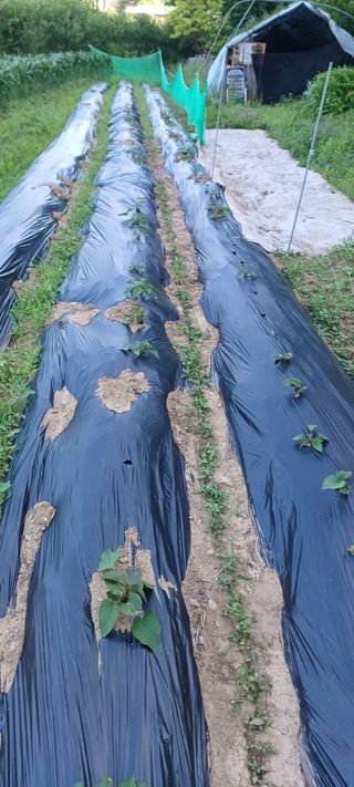 보령 게으른농부님의 자유주제 · 자유게시판 작성글 사진