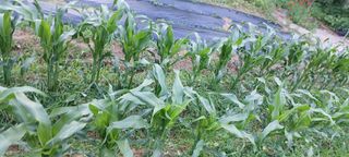 보령 게으른농부님의 자유주제 · 자유게시판 작성글 사진