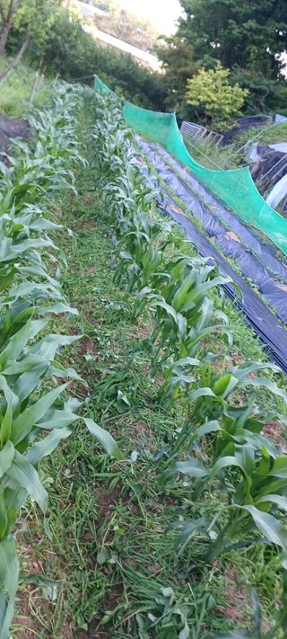 보령 게으른농부님의 자유주제 · 자유게시판 작성글 사진