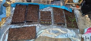 보령 게으른농부님의 자유주제 · 자유게시판 작성글 사진