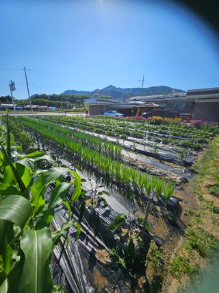 연승흠님의 6월 농사계획🧑🏻‍🌾 · 참여글 작성글 사진
