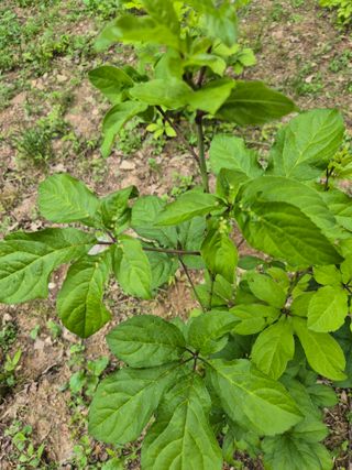 한양희님의 기타작물 · 병해충상담 작성글 사진