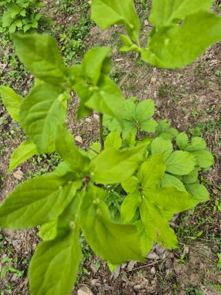 한양희님의 기타작물 · 병해충상담 작성글 사진