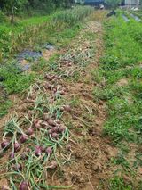 팜모닝 마늘·영농일지 게시글 이미지