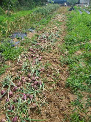 솔안농부님의 마늘 · 영농일지 작성글 사진
