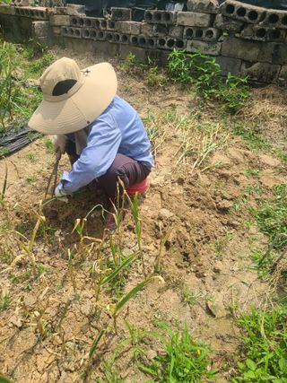 솔안농부님의 마늘 · 영농일지 작성글 사진