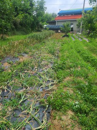 솔안농부님의 마늘 · 영농일지 작성글 사진