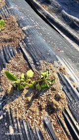 팜모닝 참깨·병해충상담 게시글 이미지