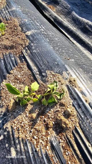 최재원님의 참깨 · 병해충상담 작성글 사진