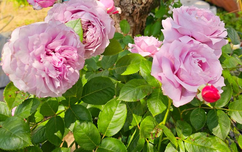 천지인야생화님의 장터 판매 상품 [코데즈 사계관목장미(노발리스)] 첨부 사진