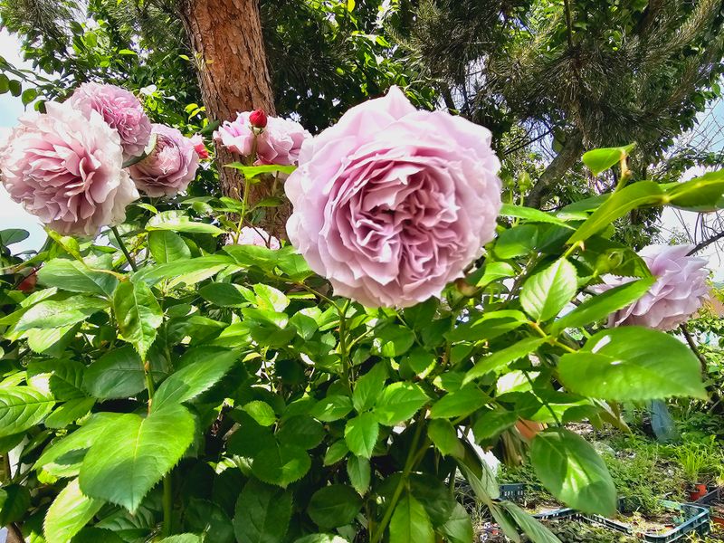 천지인야생화님의 장터 판매 상품 [코데즈 사계관목장미(노발리스)] 첨부 사진