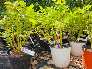 천지인야생화님의 작성글 사진