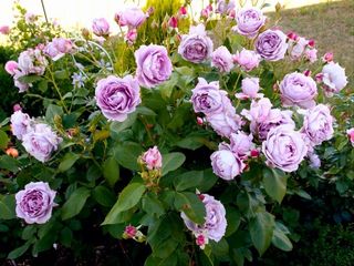 천지인야생화님의 작성글 사진