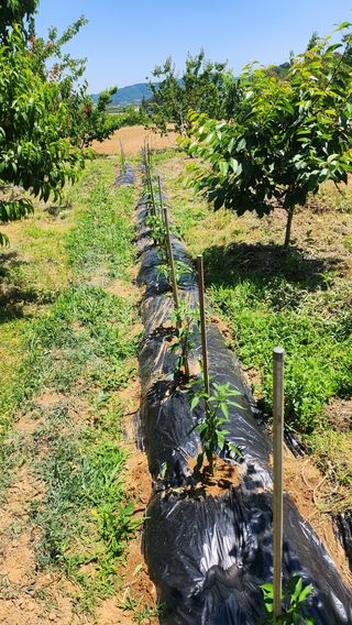 김호영님의 자유주제 · 자유게시판 작성글 사진