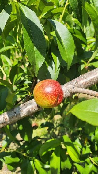 김호영님의 6월 농사계획🧑🏻‍🌾 · 참여글 작성글 사진