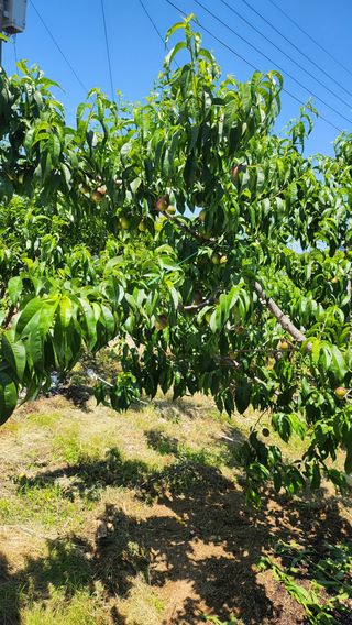 김호영님의 6월 농사계획🧑🏻‍🌾 · 참여글 작성글 사진