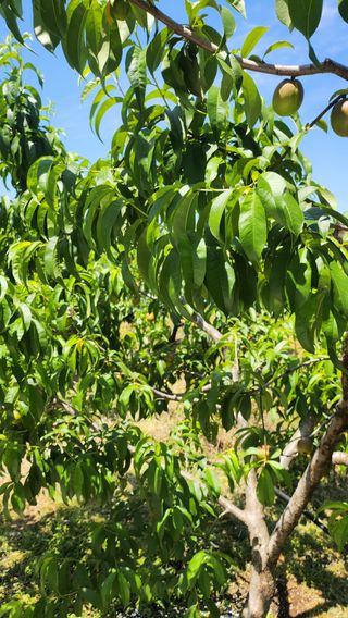 김호영님의 6월 농사계획🧑🏻‍🌾 · 참여글 작성글 사진