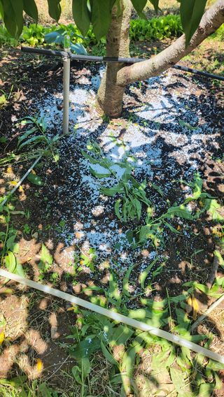 김호영님의 6월 농사계획🧑🏻‍🌾 · 참여글 작성글 사진