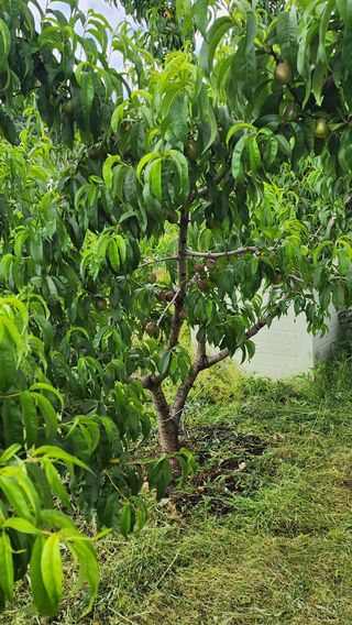 김호영님의 6월 농사계획🧑🏻‍🌾 · 참여글 작성글 사진