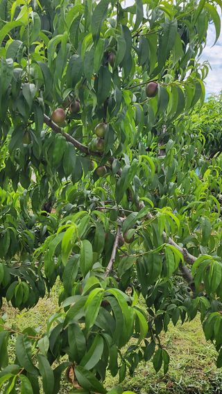 김호영님의 6월 농사계획🧑🏻‍🌾 · 참여글 작성글 사진