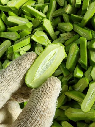 눈나쁜설치류님의 팜모닝 · 출석 작성글 사진