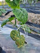 팜모닝 농사, 무엇이든 물어보세요!·참여글 게시글 이미지